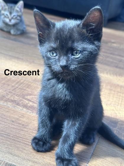 Crescent, adopted, Kitten Male Domestic Short Hair.