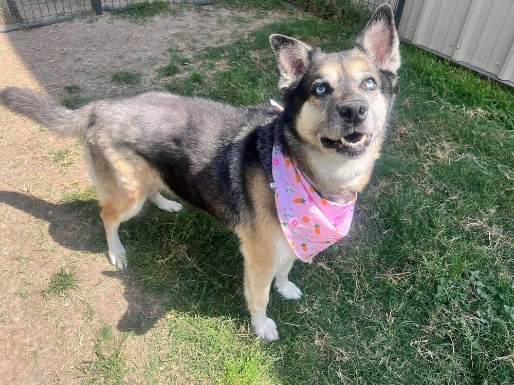 Enlarge Bibi, a ADOPTABLE mixed breed in Commerce City, CO image 3/4