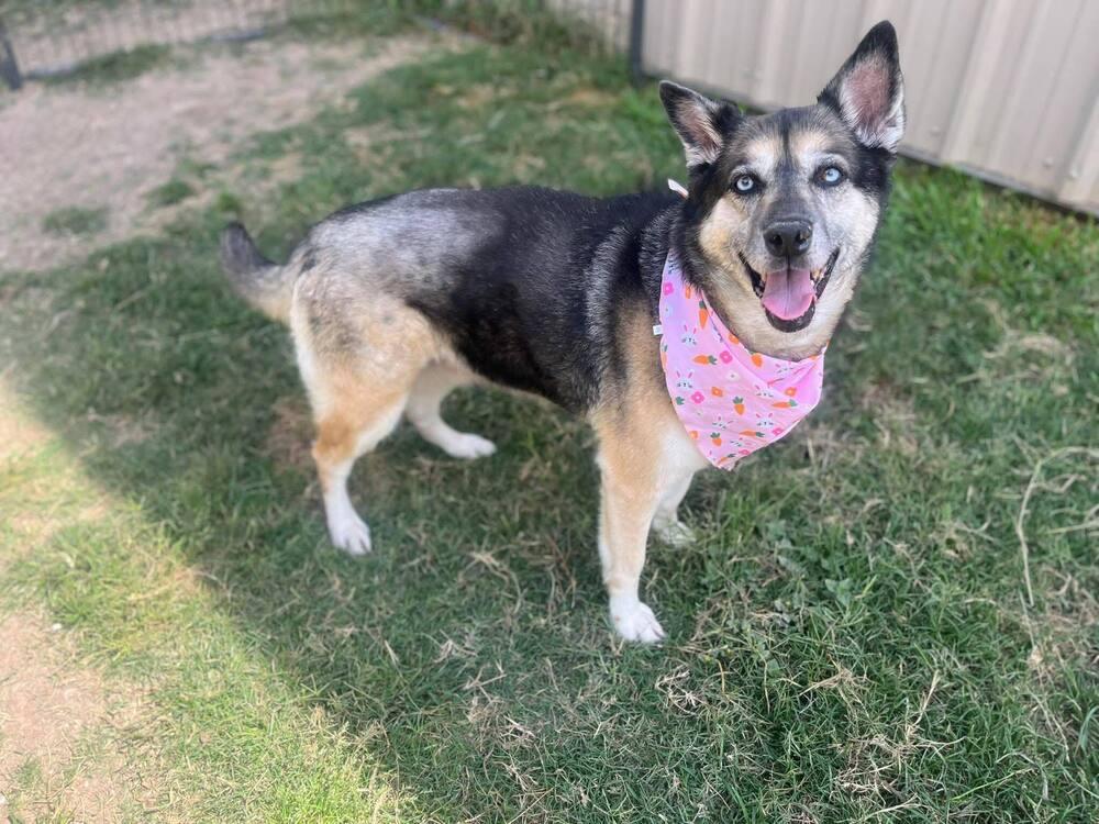 Bibi, ADOPTABLE, Adult Female German Shepherd Dog.