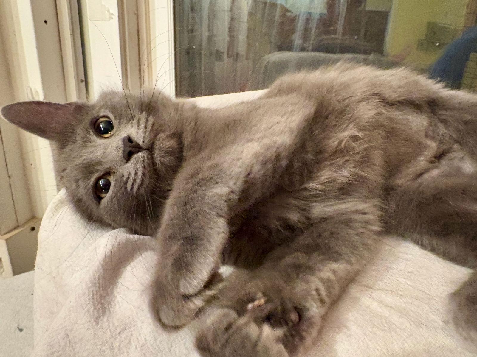 Solar, a Adoptable Domestic Medium Hair in Flint Hill, VA image 1/3