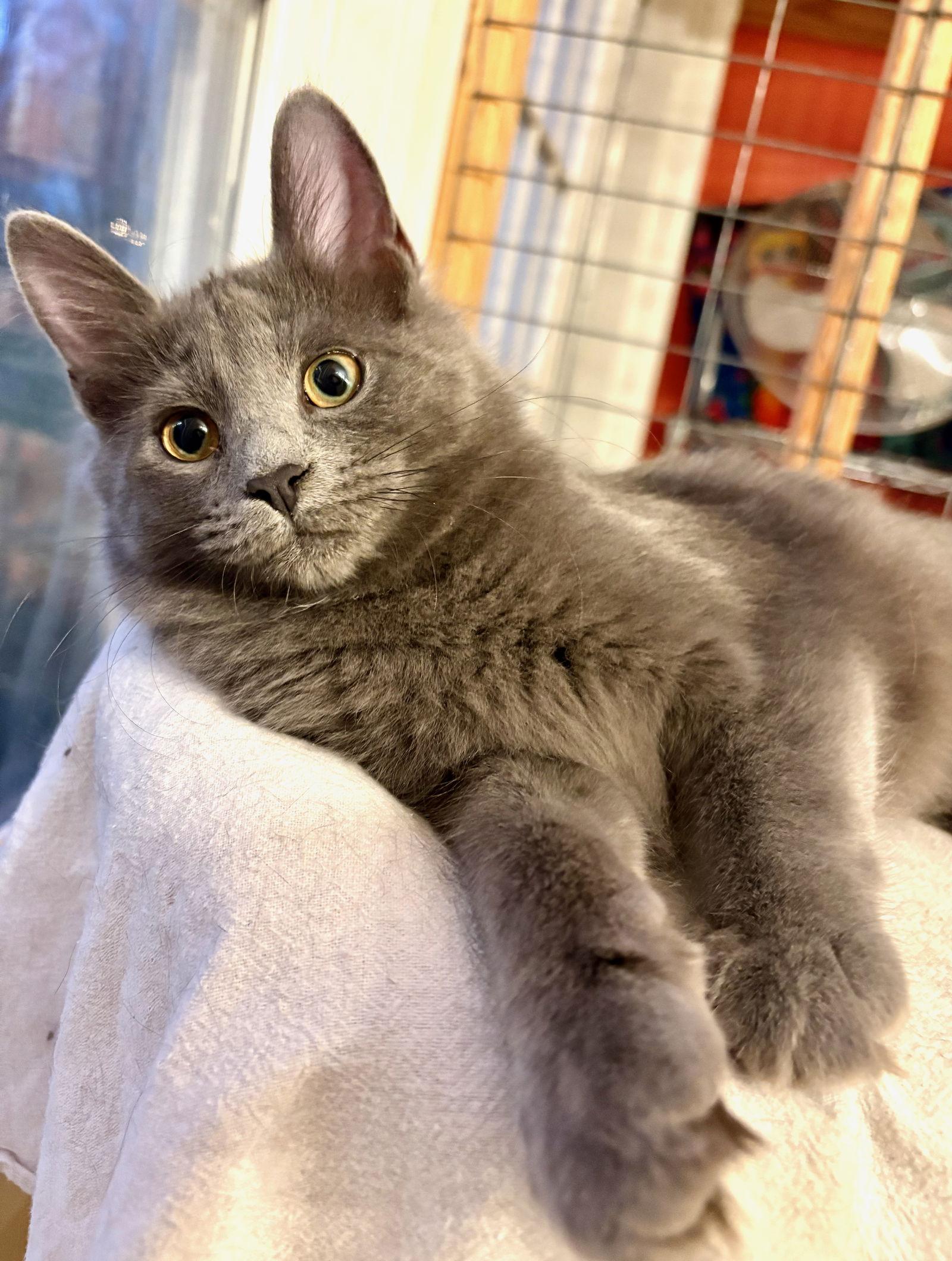 Solar, a Adoptable Domestic Medium Hair in Flint Hill, VA image 2/3