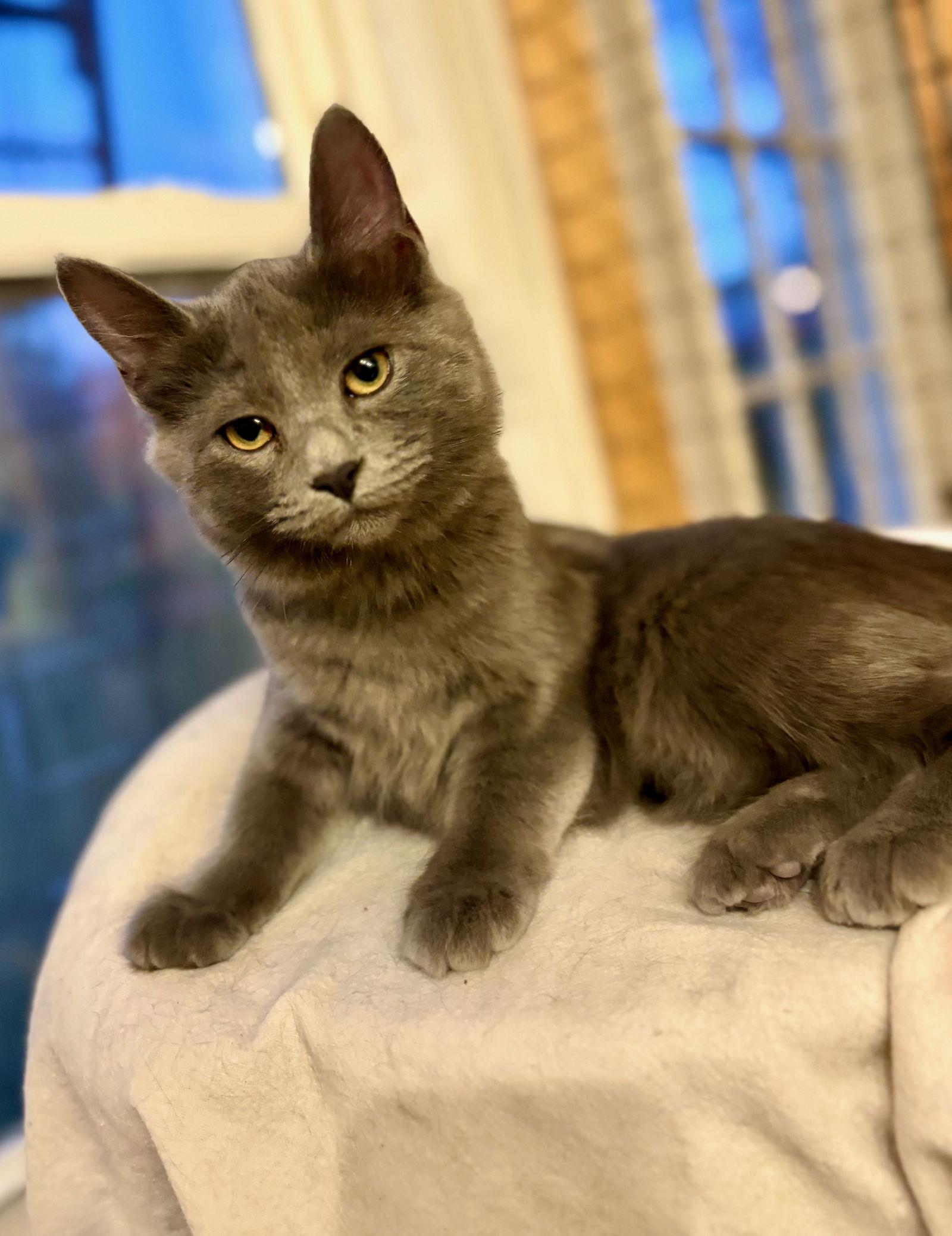 Solar, a Adoptable Domestic Medium Hair in Flint Hill, VA image 3/3