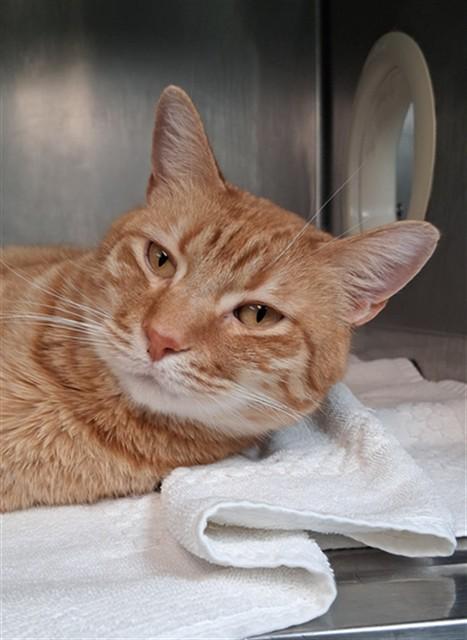 Enlarge JAMBA JUICE, a Adoptable Domestic Short Hair in Fort Walton Beach, FL image 1/3