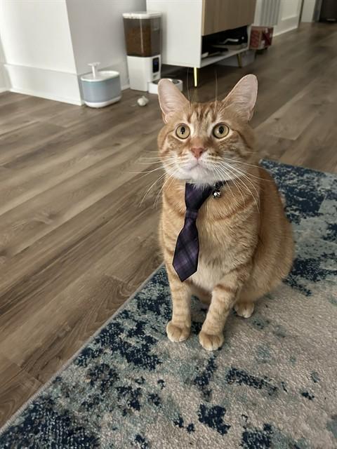 JAMBA JUICE, Adoptable, Adult Male Domestic Short Hair.