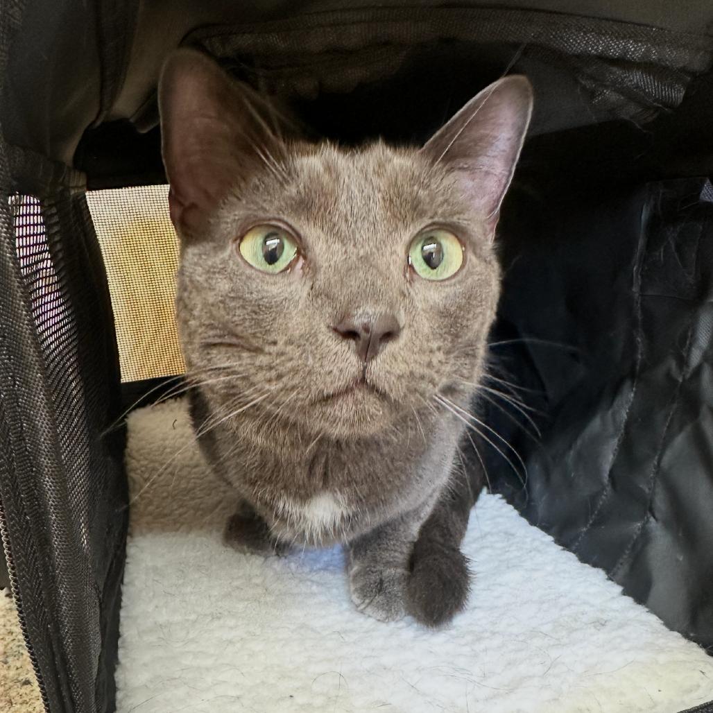 Enlarge Archie, a Adoptable Domestic Short Hair in Corinth, MS image 1/1