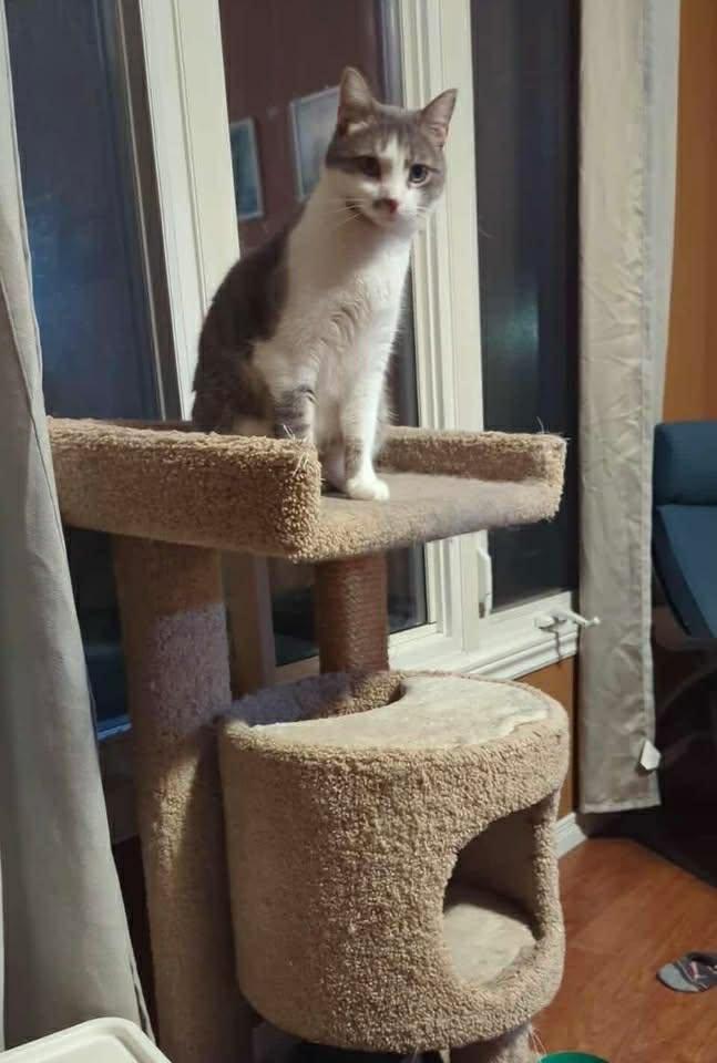 Enlarge Veronica, a Adoptable Domestic Short Hair in Ashton, ON image 5/5