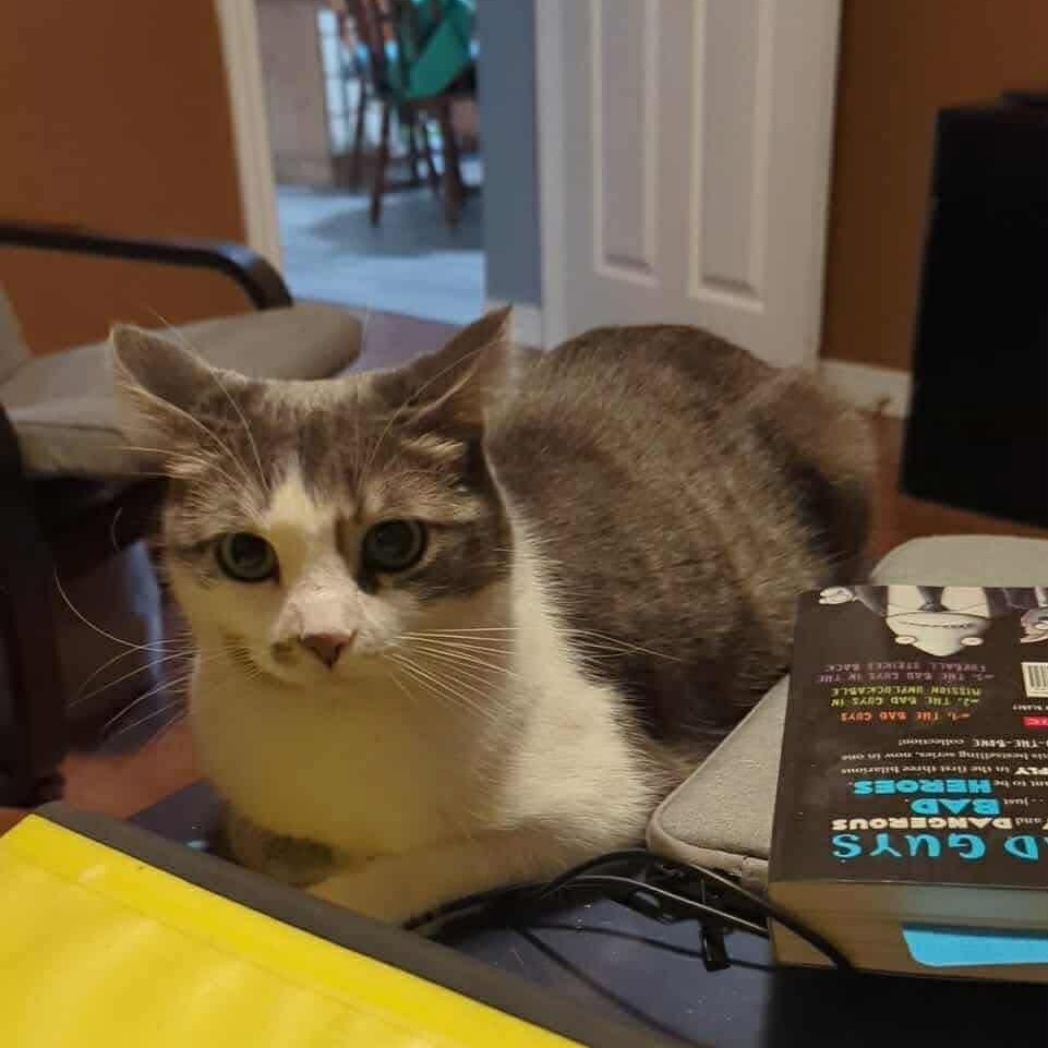 Enlarge Veronica, a Adoptable Domestic Short Hair in Ashton, ON image 4/5