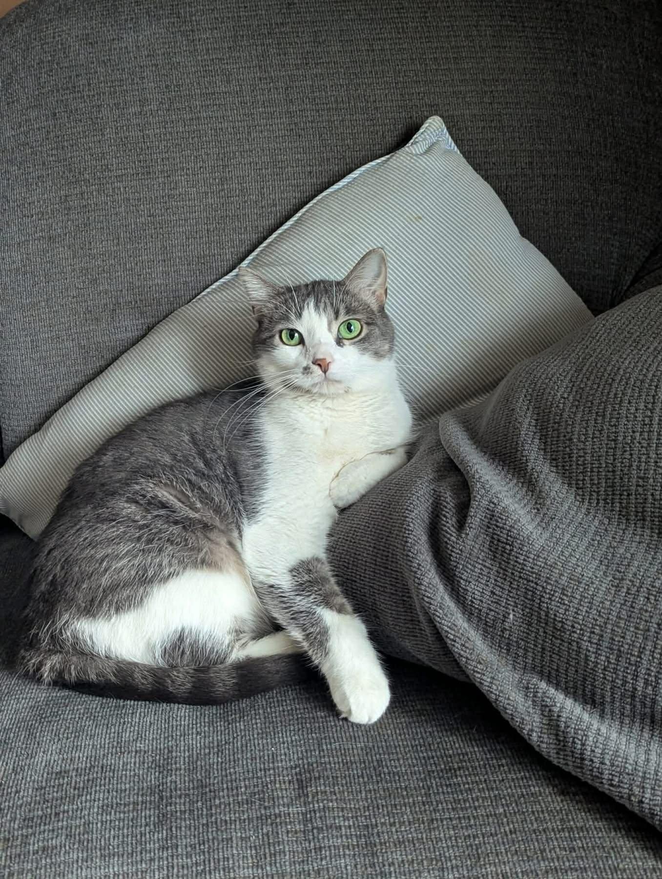 Veronica, Adoptable, Adult Female Domestic Short Hair.