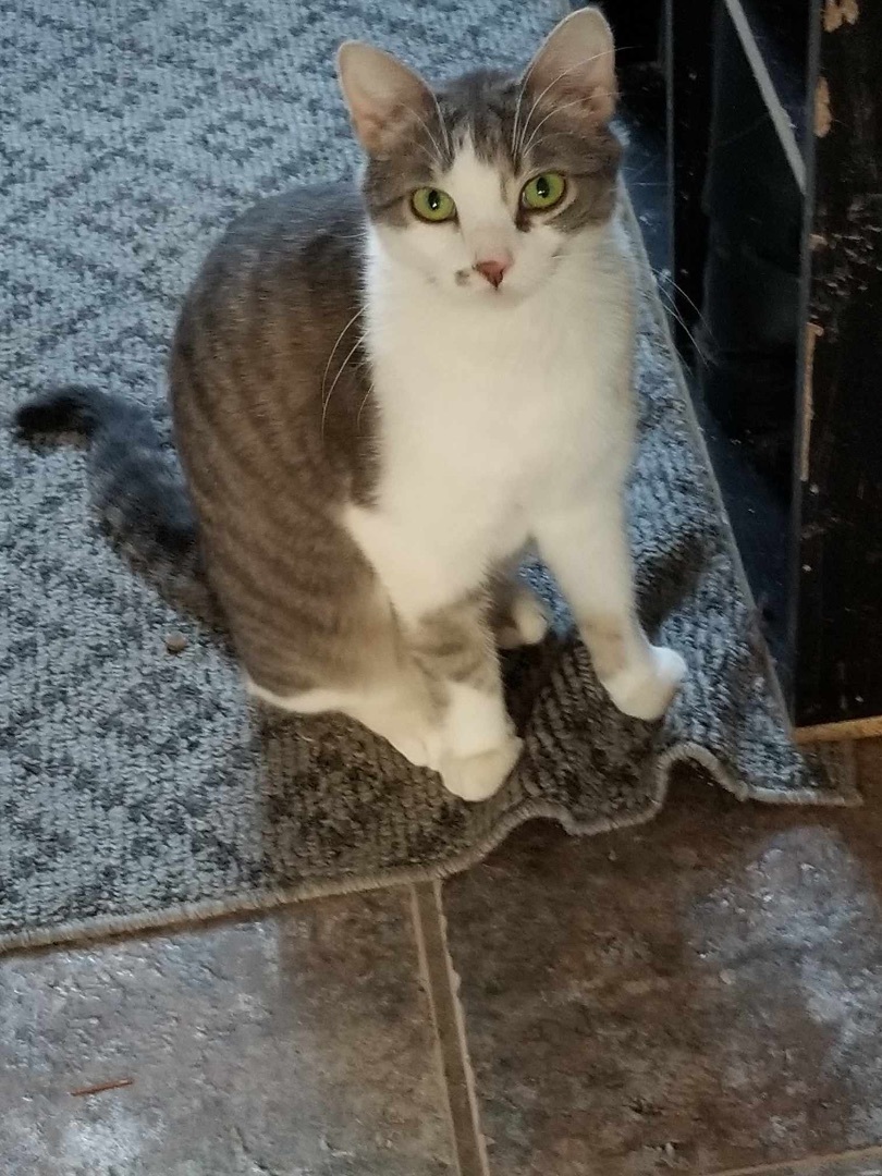 Enlarge Veronica, a Adoptable Domestic Short Hair in Ashton, ON image 1/4