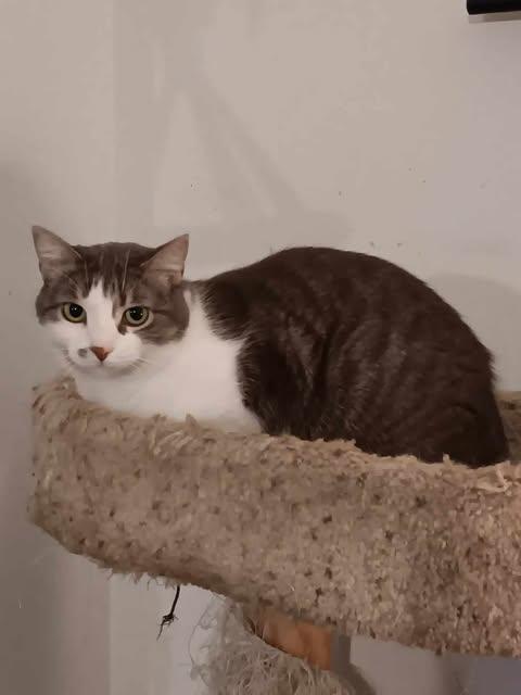 Enlarge Veronica, a Adoptable Domestic Short Hair in Ashton, ON image 2/4