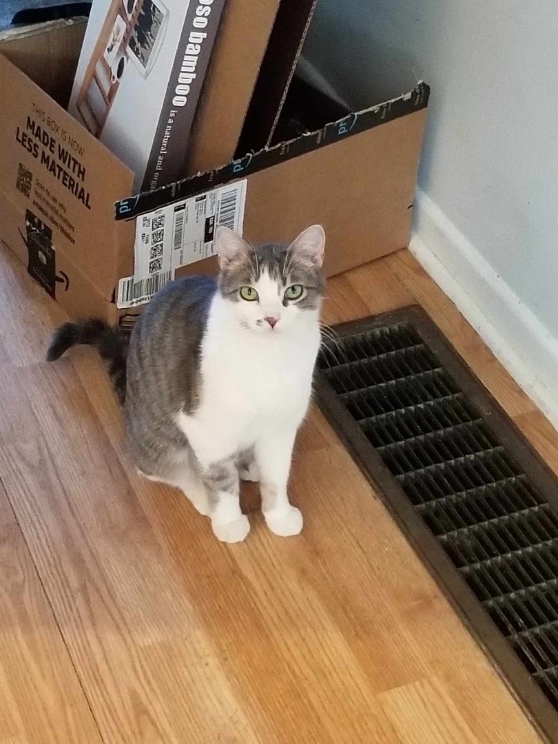 Enlarge Veronica, a Adoptable Domestic Short Hair in Ashton, ON image 3/4