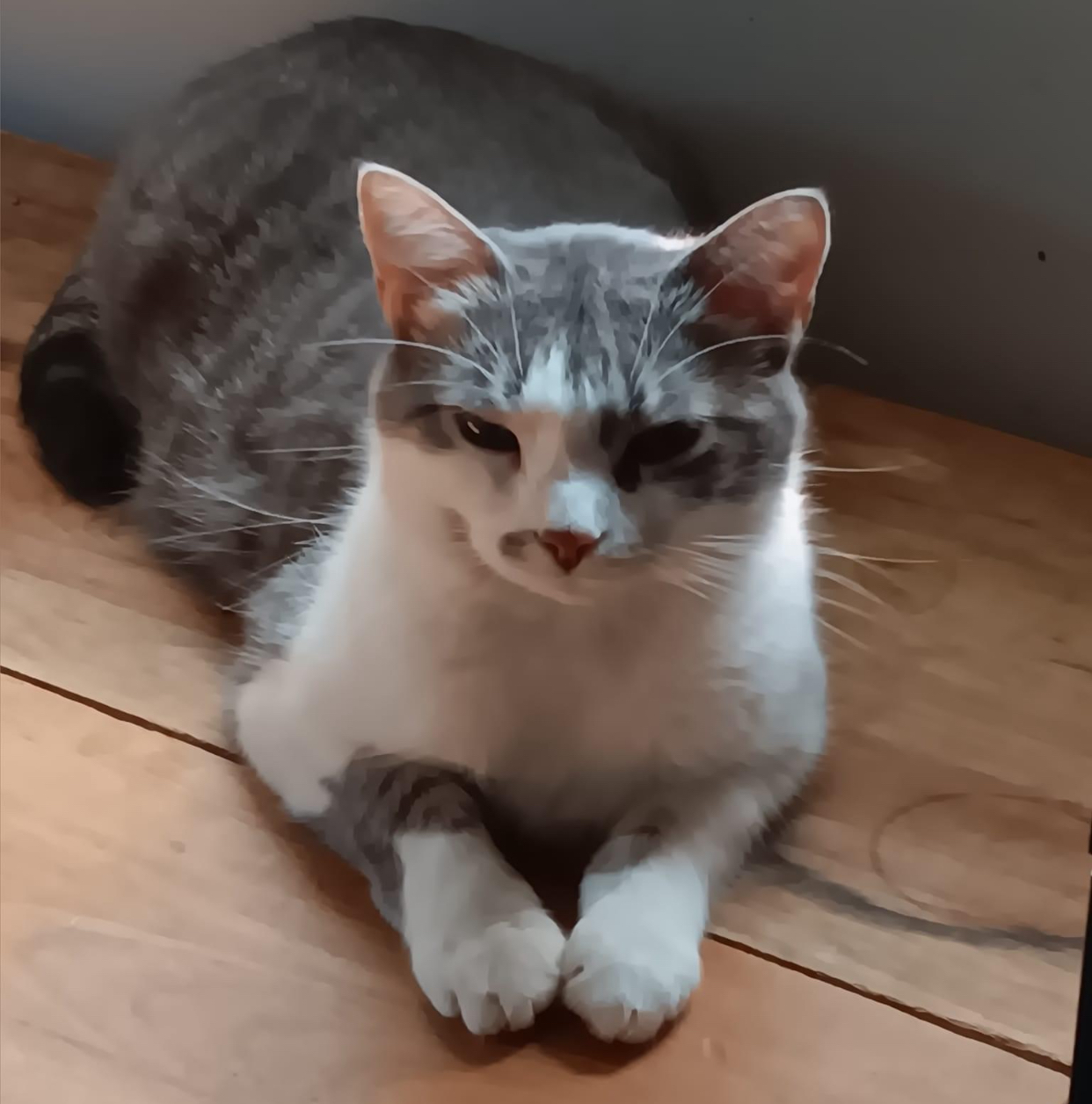 Enlarge Veronica, a Adoptable Domestic Short Hair in Ashton, ON image 4/4