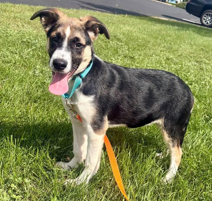 Giara, Adopted, Puppy Female Mixed Breed.