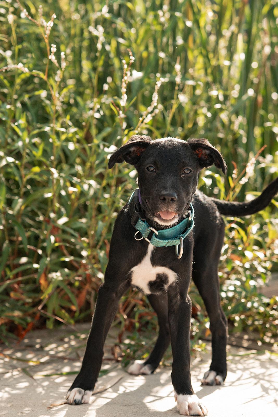 Maka, Adopted, Puppy Female Terrier.