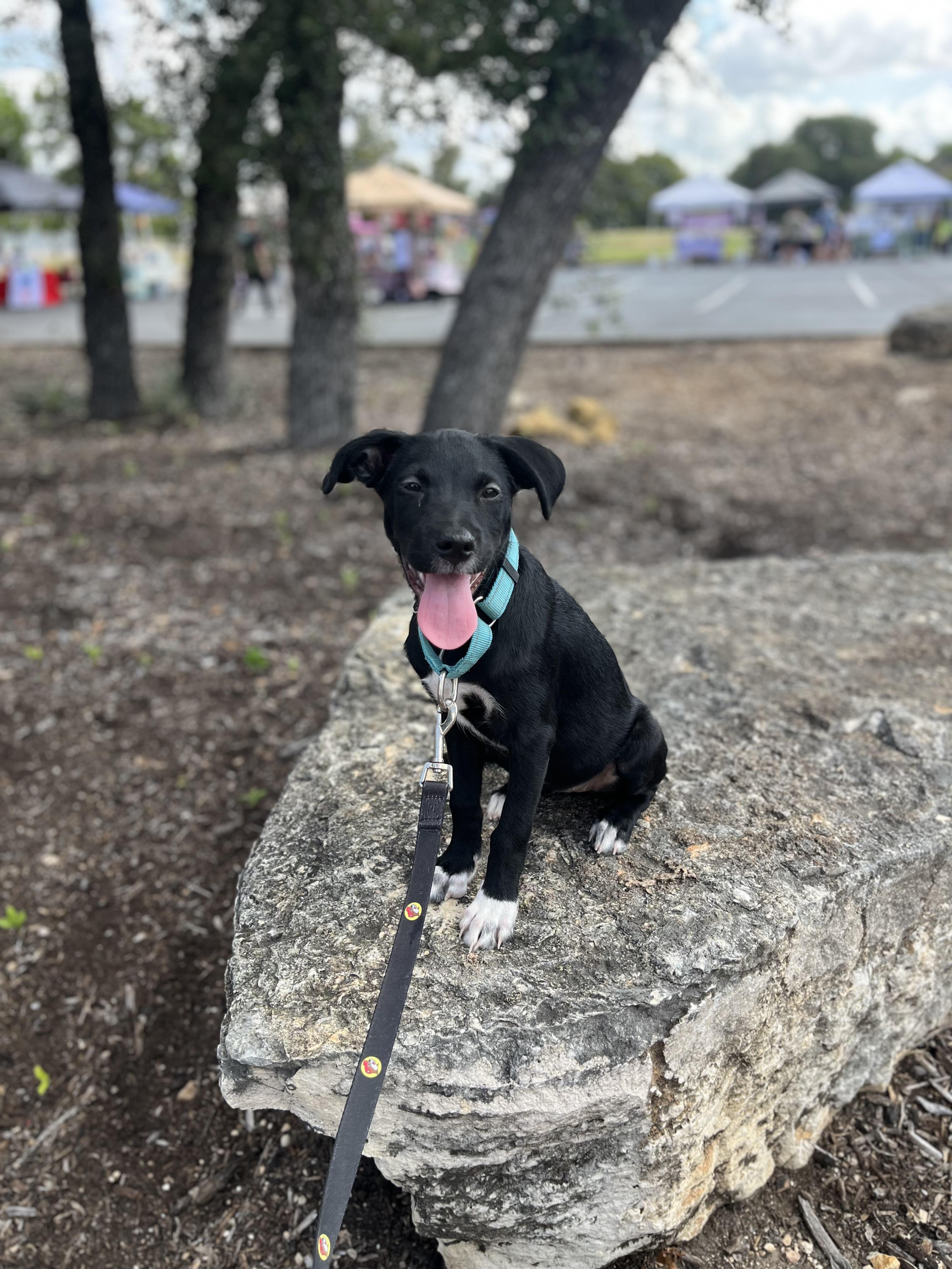 Enlarge Maka, a Adopted Terrier in St. Louis , MO image 4/5