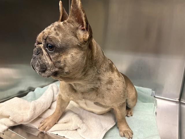 A5745964, Adoptable, Adult Male French Bulldog.