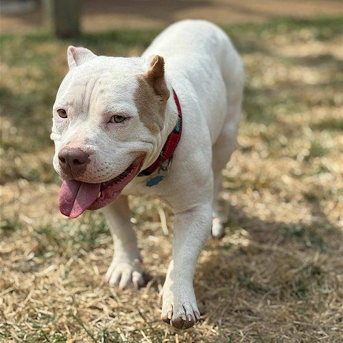 Zelda, Adoptable, Young Female Mixed Breed.