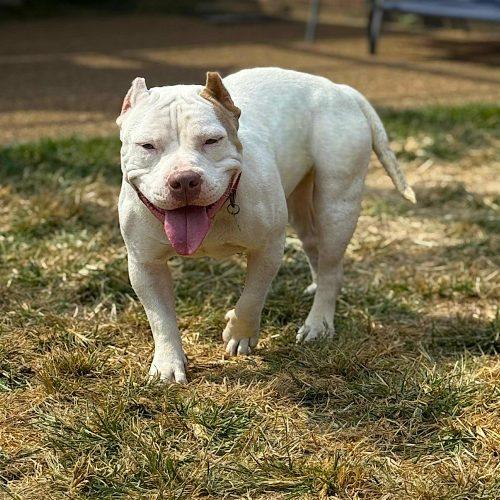 Enlarge Zelda, a Adoptable mixed breed in Memphis, TN image 2/5