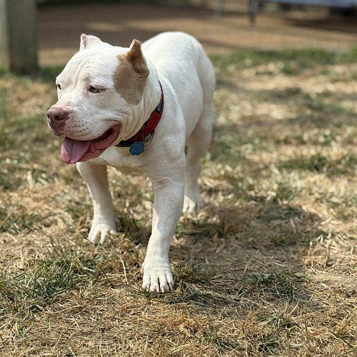 Enlarge Zelda, a Adoptable mixed breed in Memphis, TN image 3/5