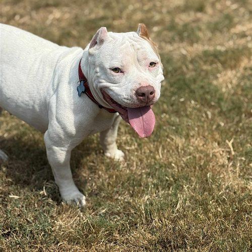 Enlarge Zelda, a Adoptable mixed breed in Memphis, TN image 4/5