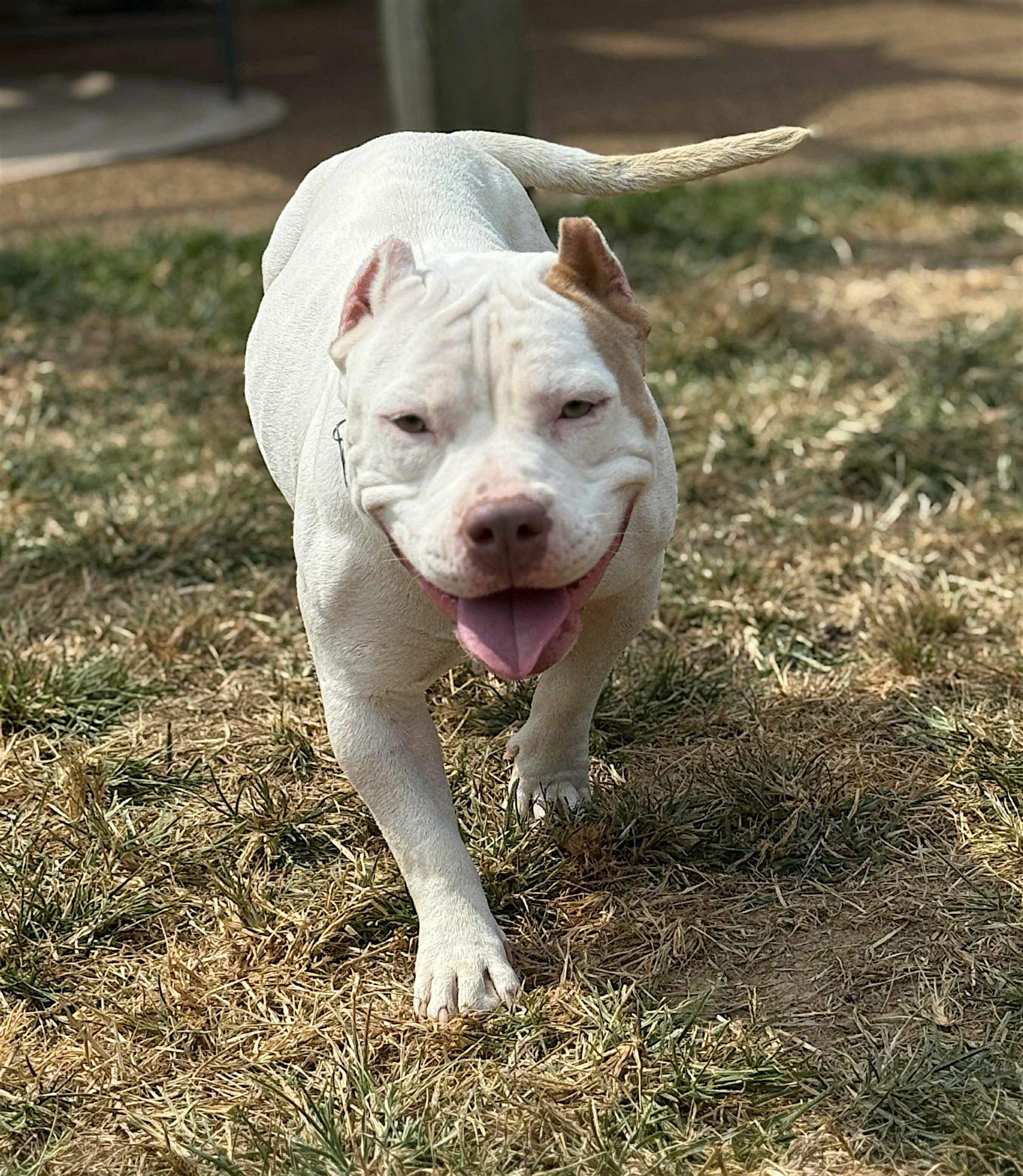 Enlarge Zelda, a Adoptable mixed breed in Memphis, TN image 6/6