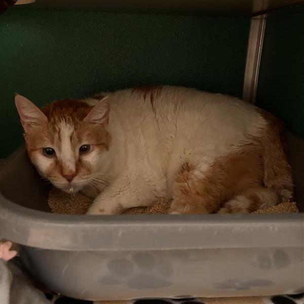 Stan, Adoptable, Senior Male Domestic Short Hair.