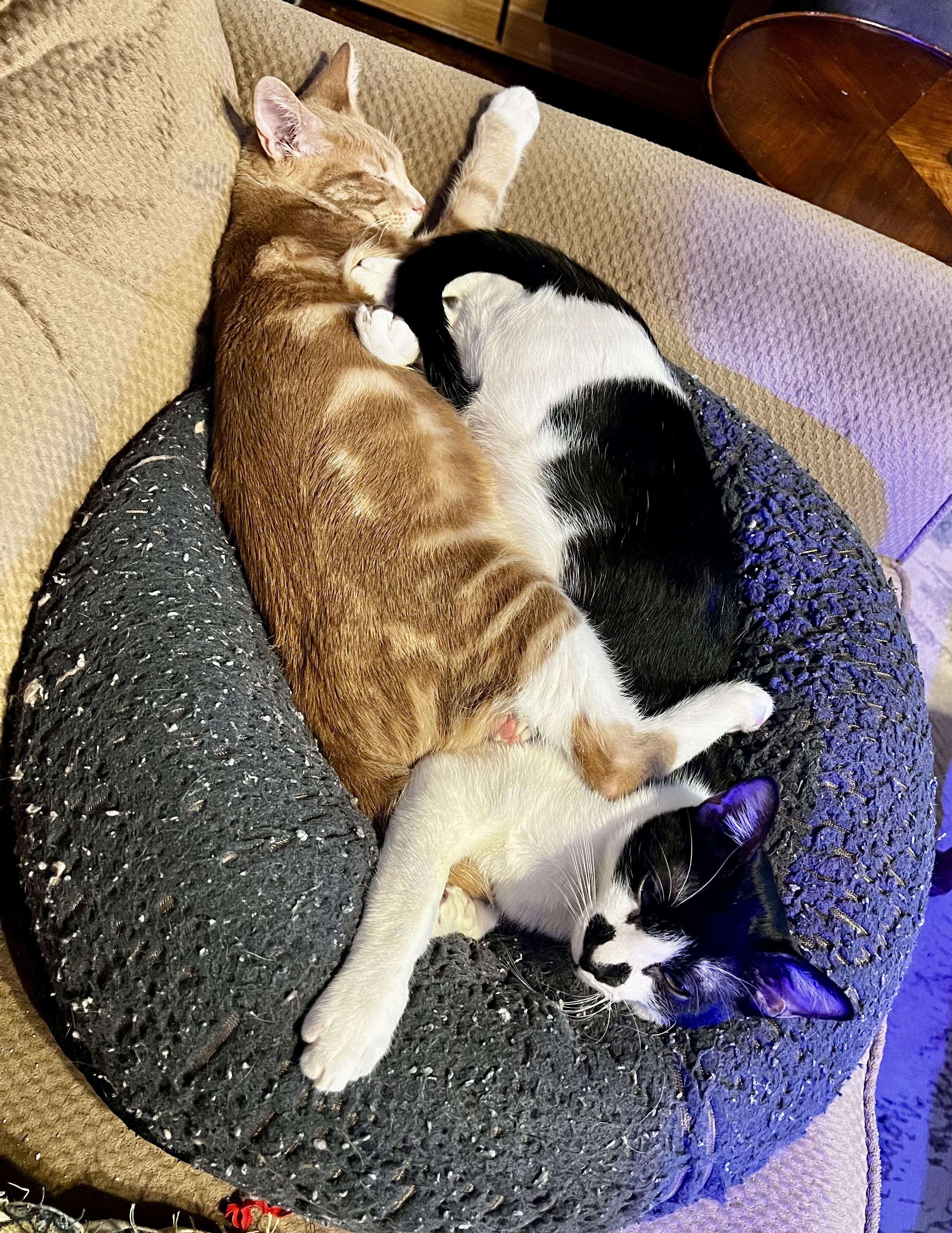 Enlarge Jimmy Jr., a Adoptable American Shorthair in Waterford, CT image 3/3