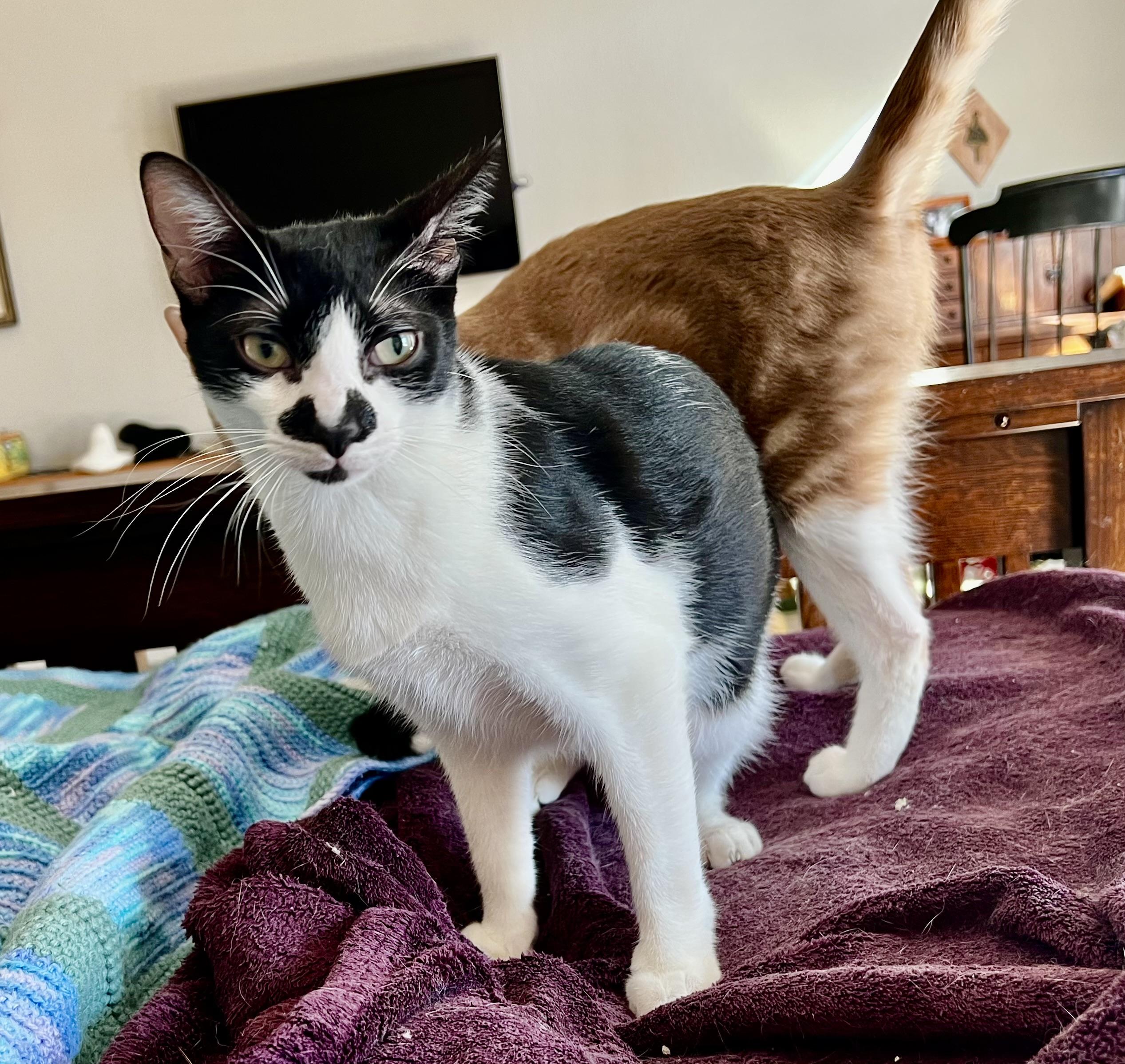 Enlarge Jimmy Jr., a Adoptable American Shorthair in Waterford, CT image 2/3