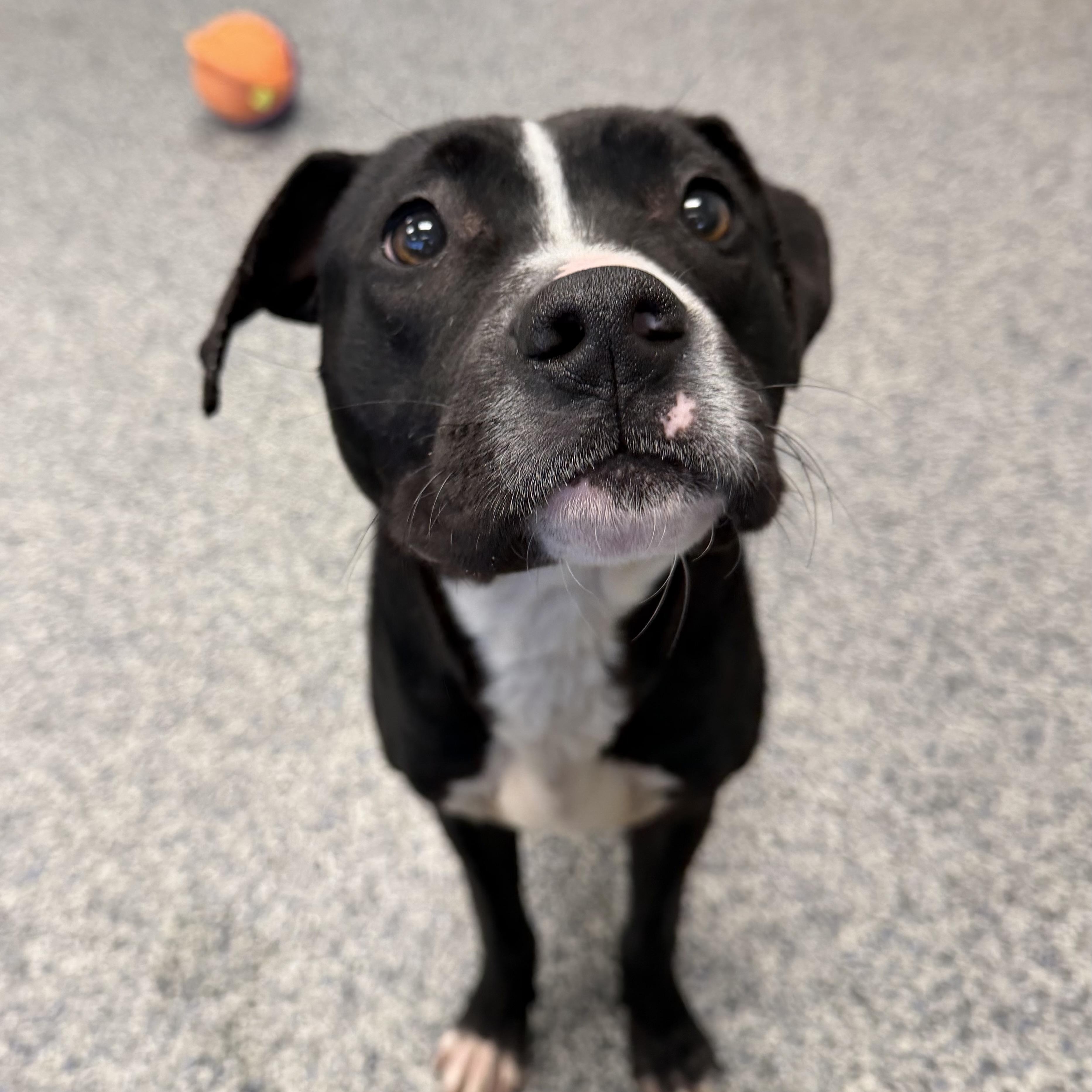 BOWIE, Adoptable, Young Male Boxer.