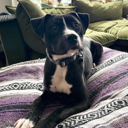 Enlarge BOWIE, an adoptable mixed breed in Cranston, RI image 2/5