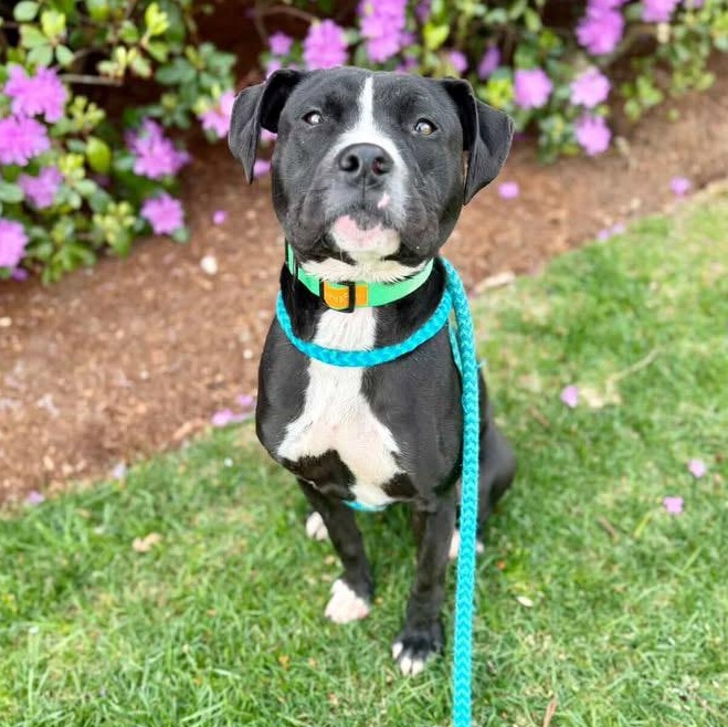 Enlarge BOWIE, an adoptable mixed breed in Cranston, RI image 1/5