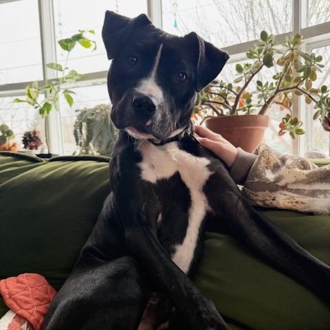 Enlarge BOWIE, an adoptable mixed breed in Cranston, RI image 3/5