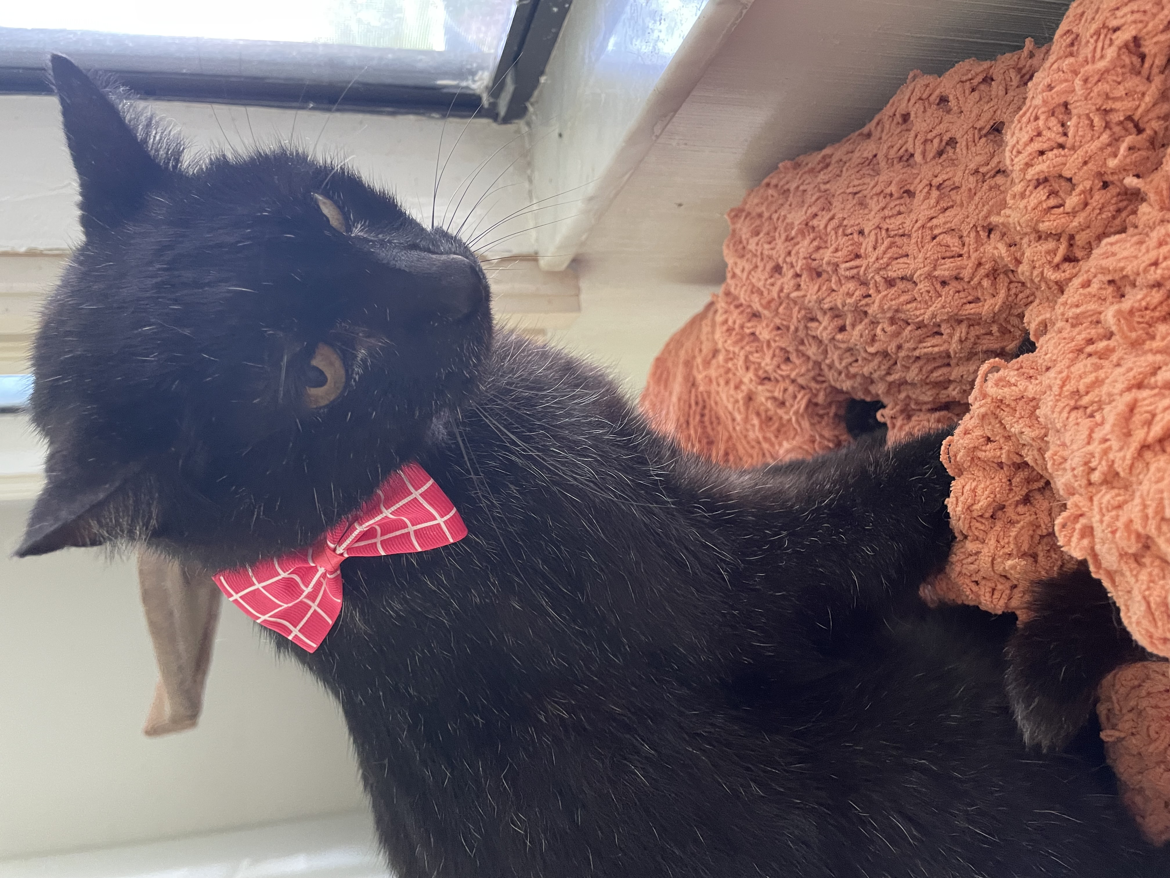 Enlarge Sweet Lily, an adoptable Domestic Short Hair in Parkland, FL image 2/4