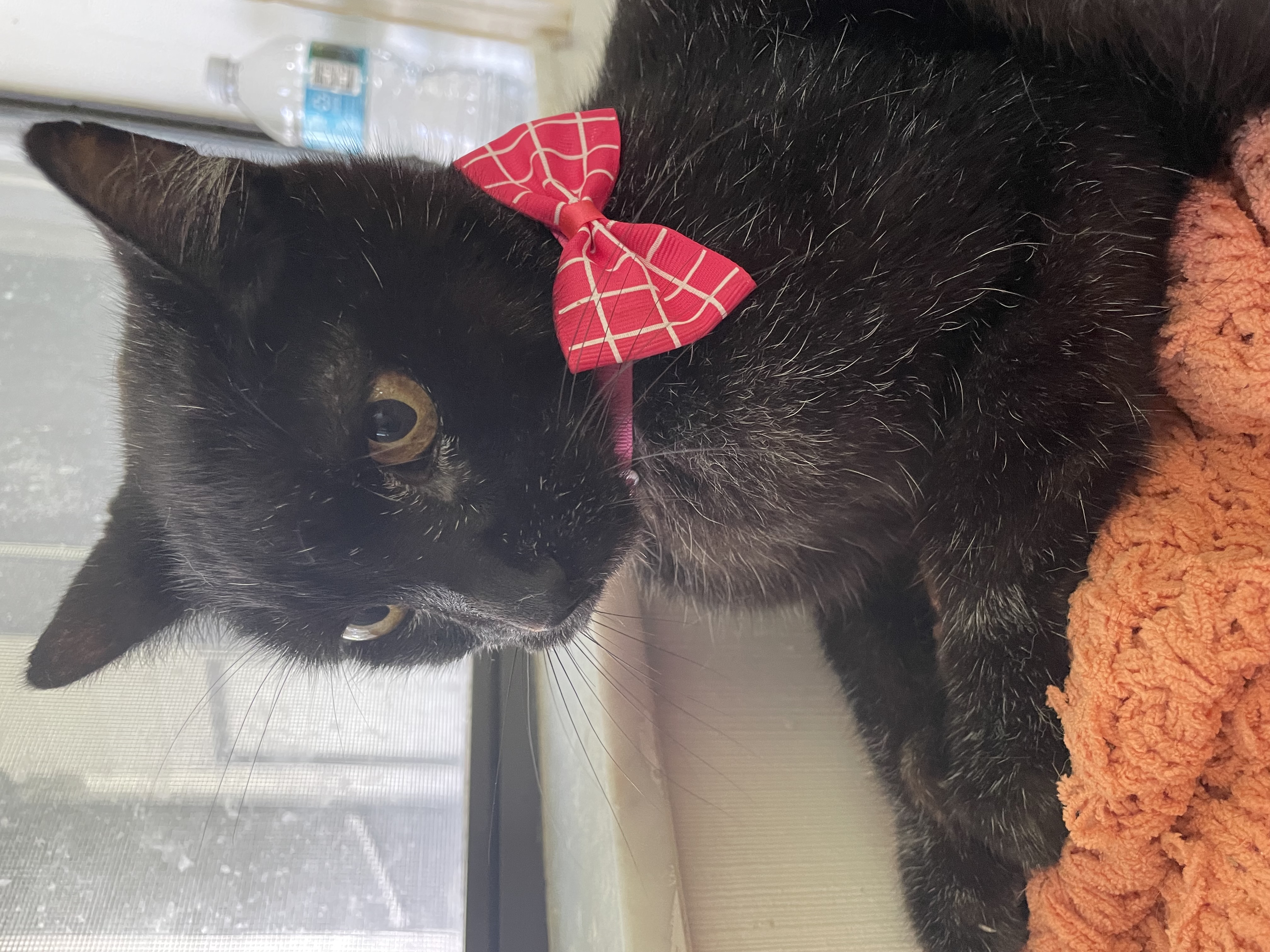 Enlarge Sweet Lily, an adoptable Domestic Short Hair in Parkland, FL image 3/4