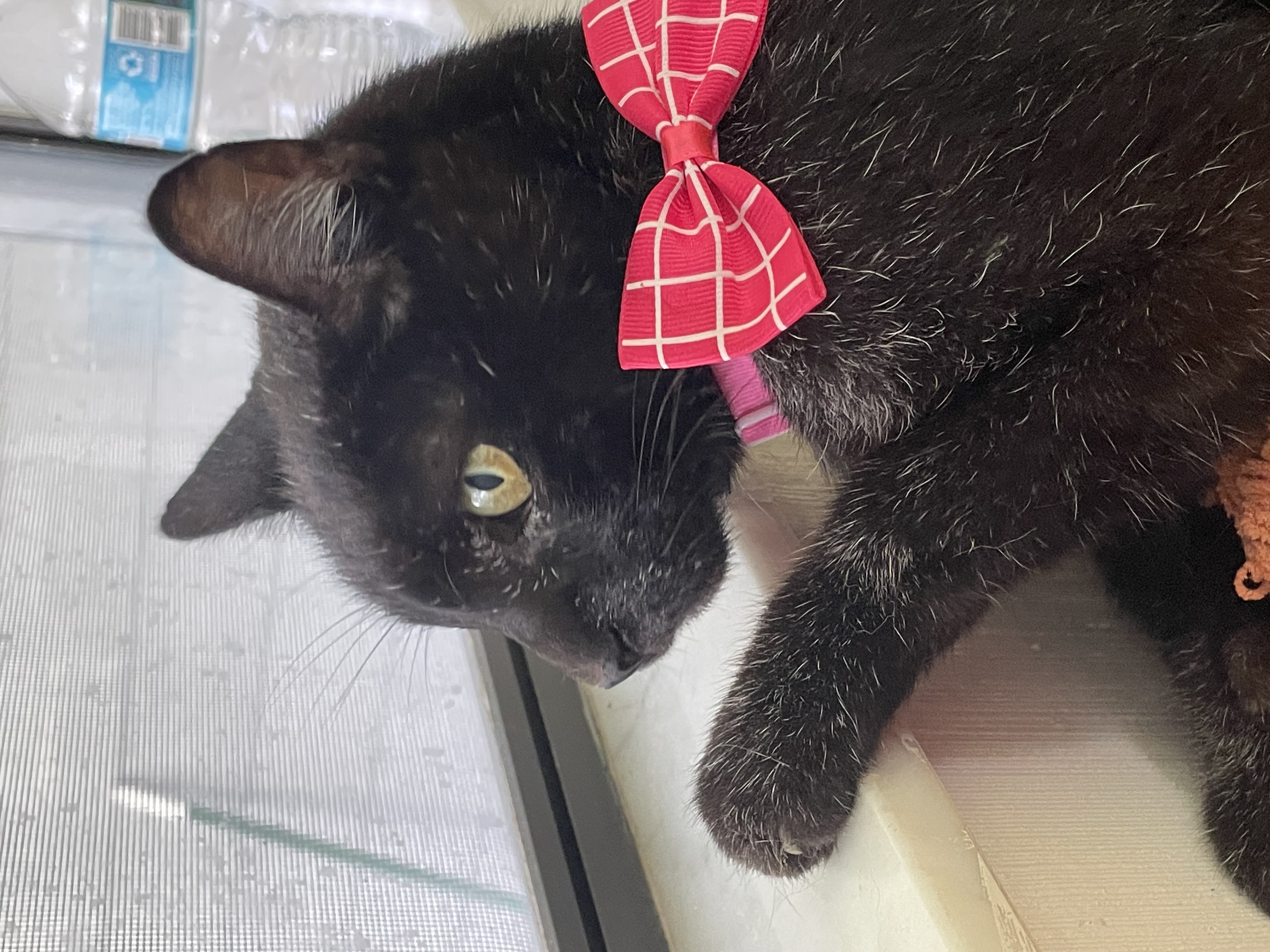 Enlarge Sweet Lily, an adoptable Domestic Short Hair in Parkland, FL image 1/4