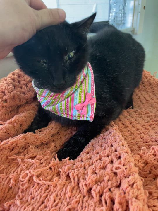 Enlarge Sweet Lily, an adoptable Domestic Short Hair in Parkland, FL video 4/4