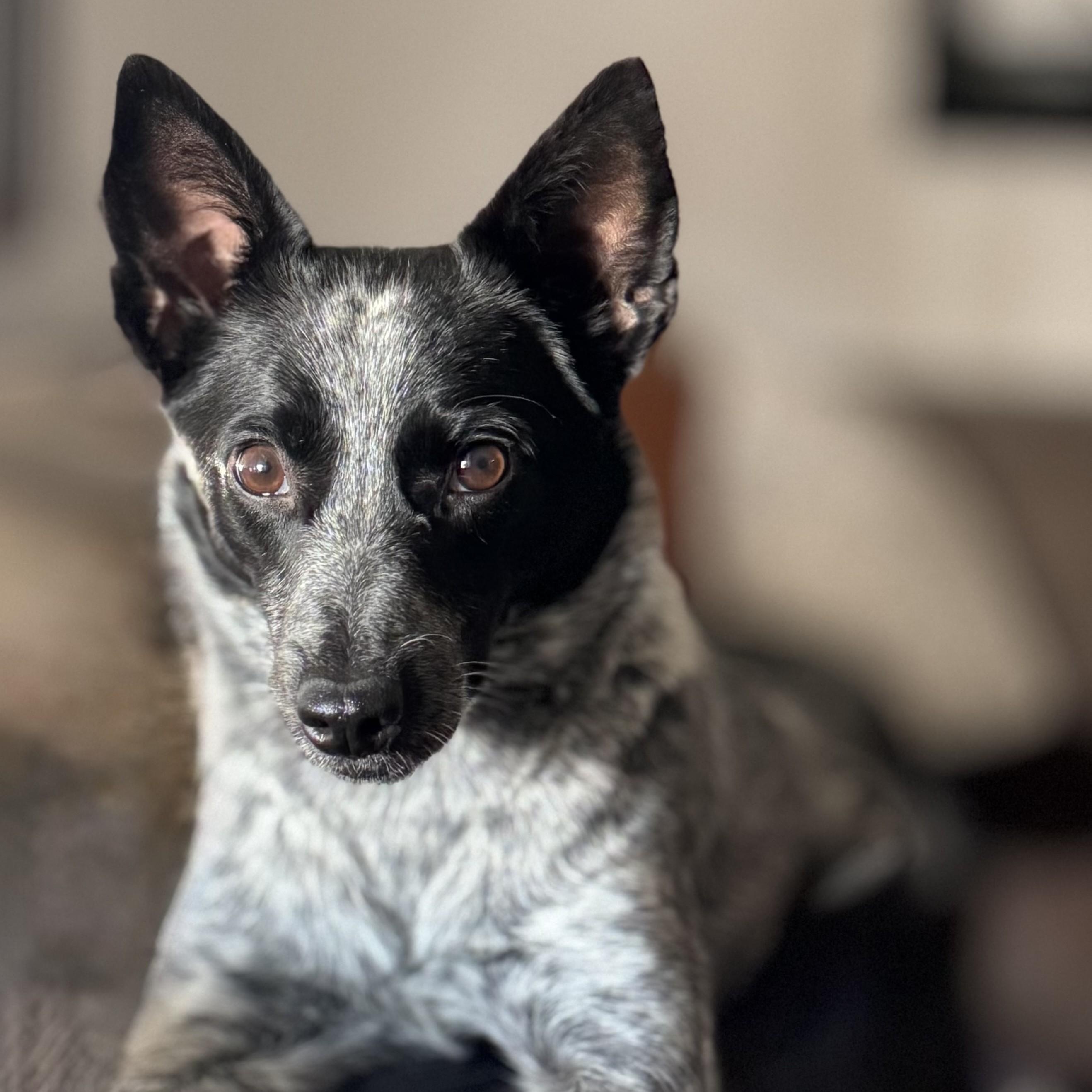 Pixie, Adoptable, Puppy Female Australian Cattle Dog / Blue Heeler.