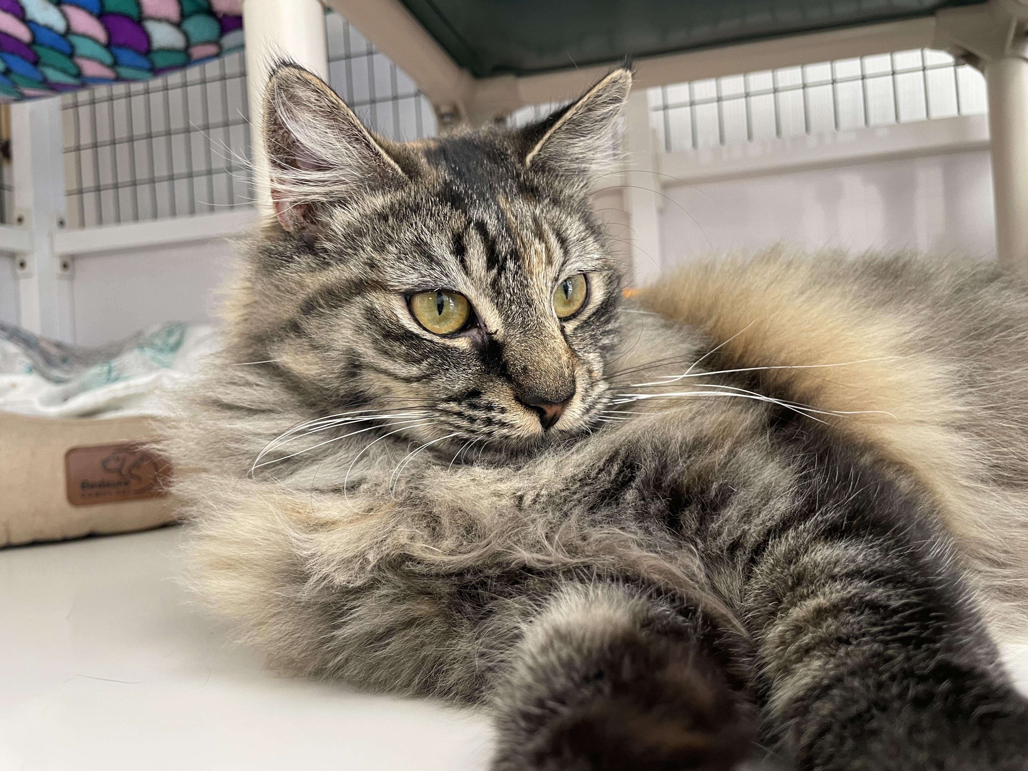 Enlarge Amber, an adopted Domestic Long Hair in Colonia, NJ image 6/6