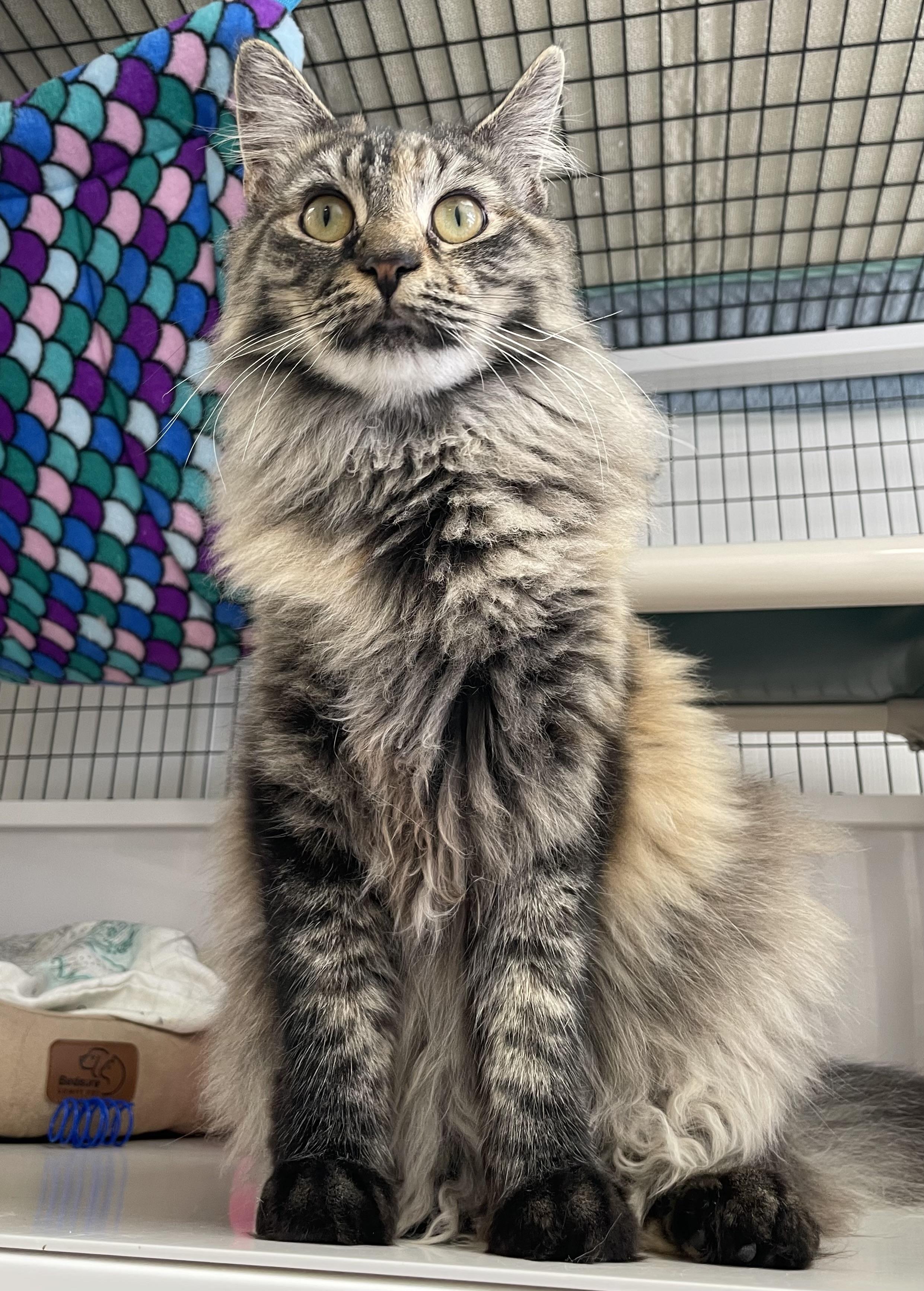Enlarge Amber, an adopted Domestic Long Hair in Colonia, NJ image 4/6