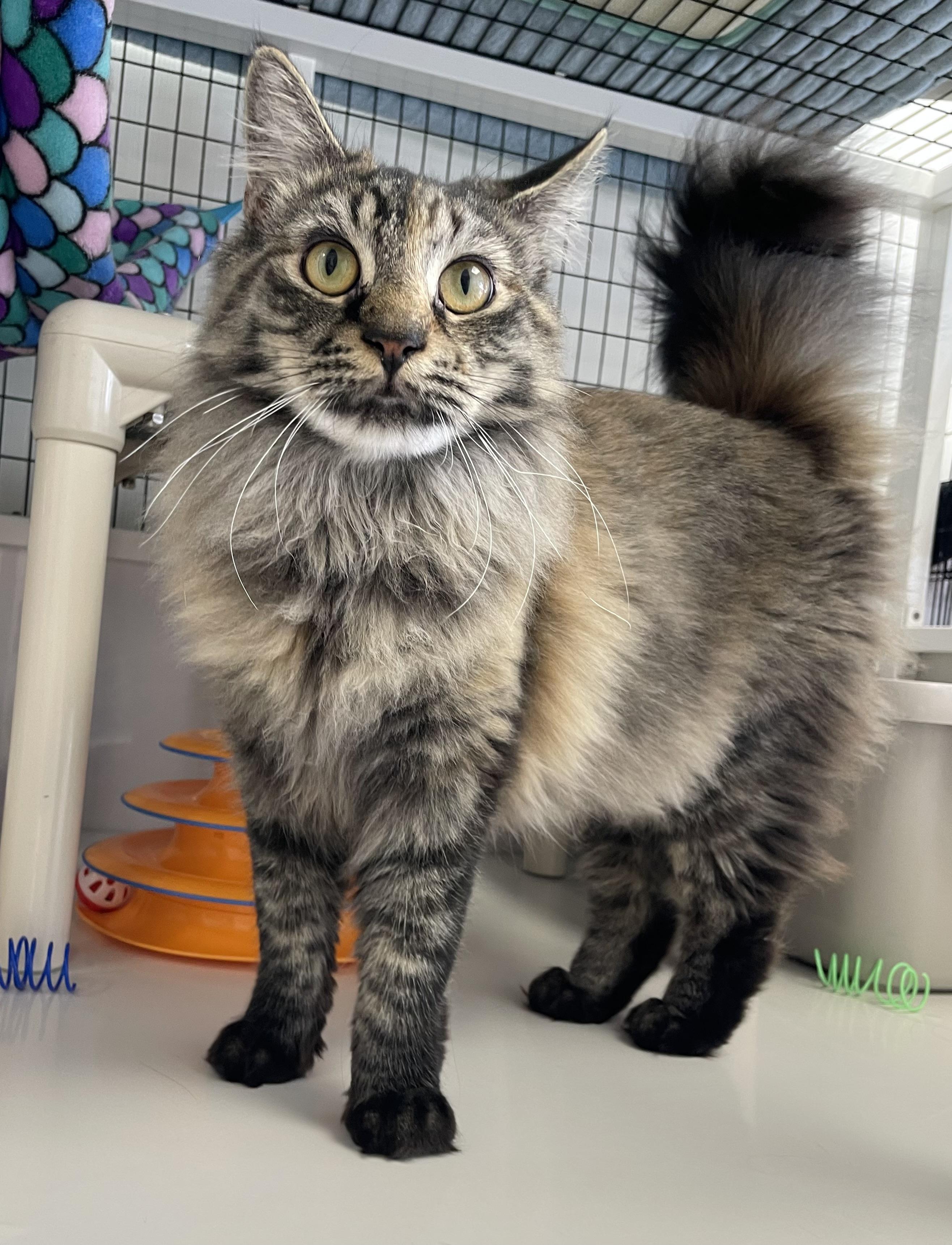 Enlarge Amber, an adopted Domestic Long Hair in Colonia, NJ image 2/6
