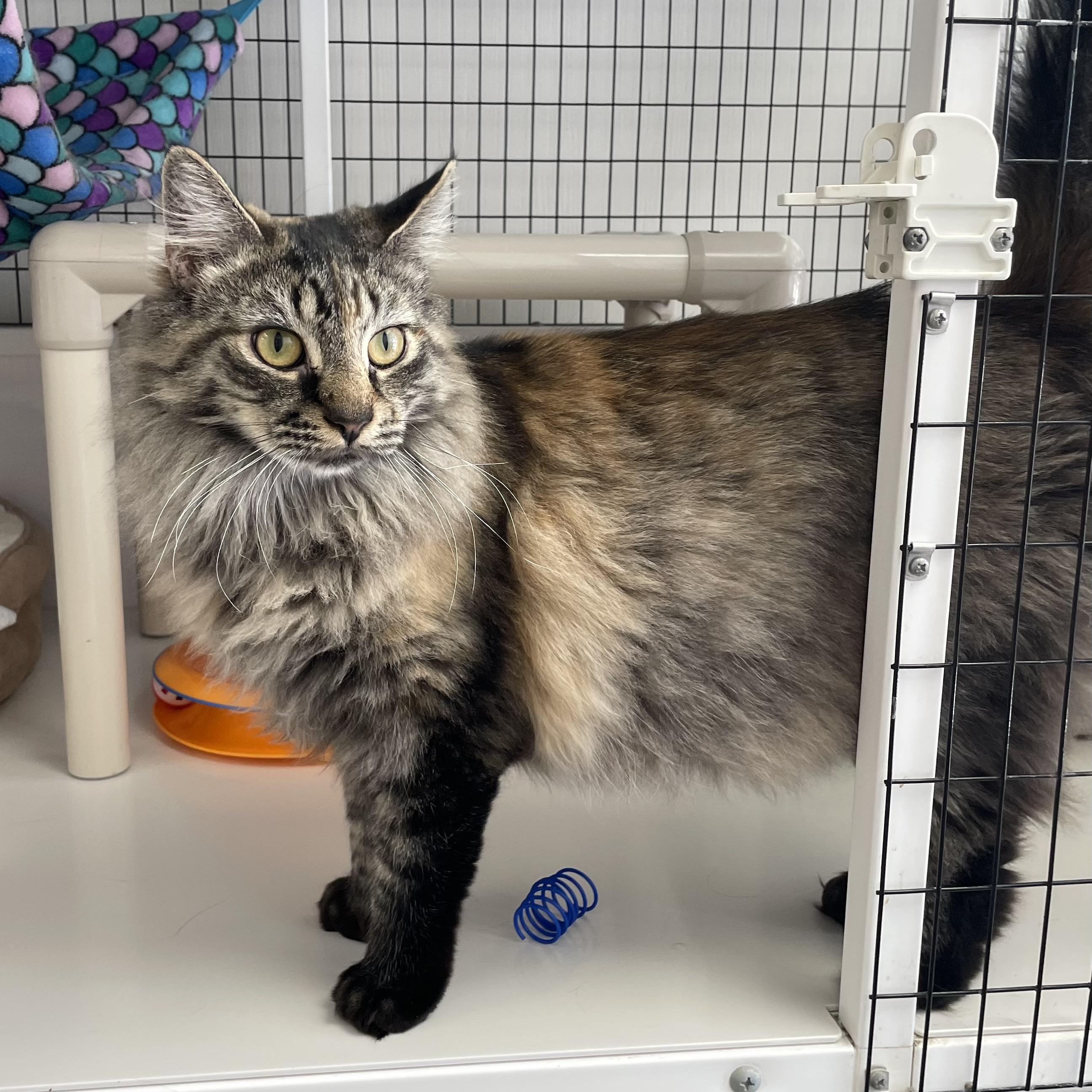 Amber, adopted, Kitten Female Domestic Long Hair.