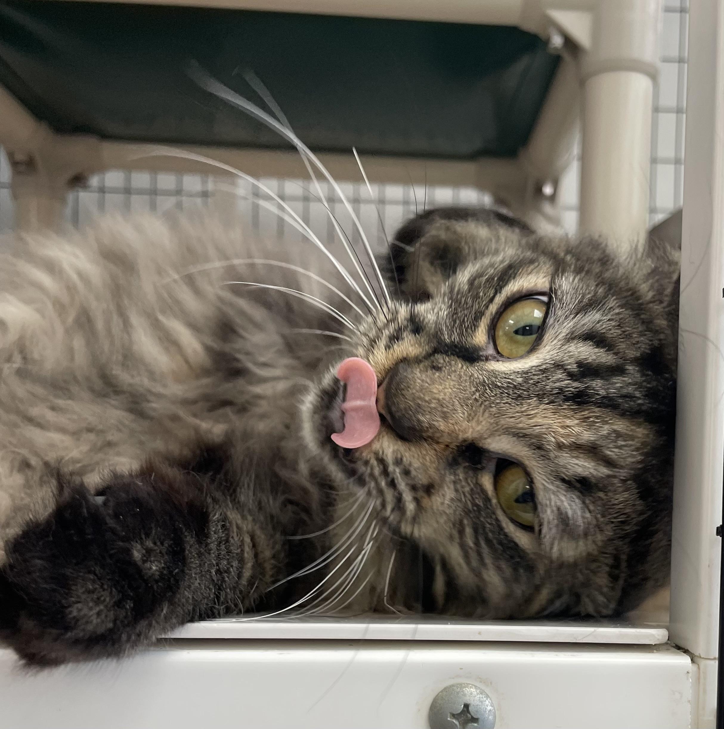Enlarge Amber, an adopted Domestic Long Hair in Colonia, NJ image 5/6