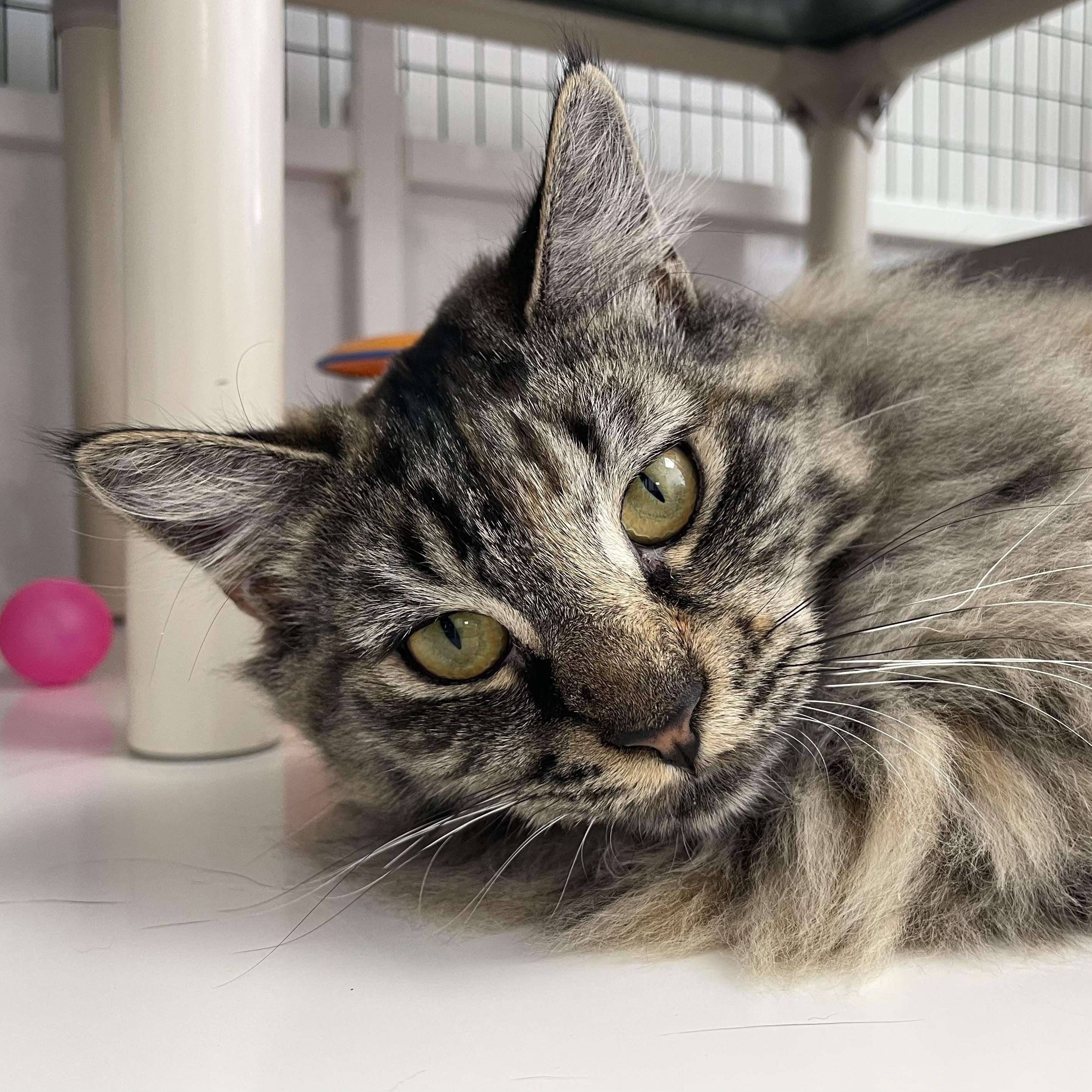 Enlarge Amber, an adopted Domestic Long Hair in Colonia, NJ image 3/6
