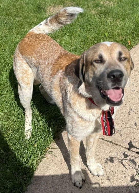 Culo, Adoptable, Adult Male Anatolian Shepherd.