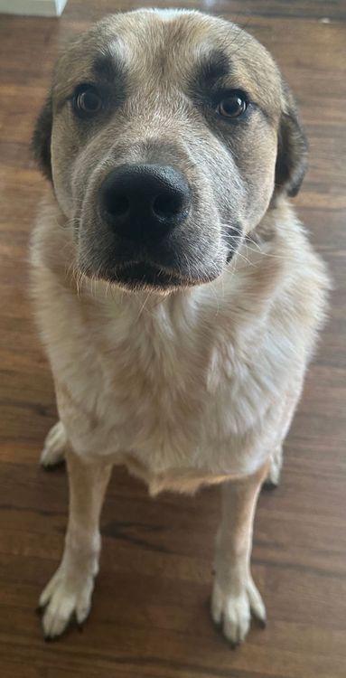 Culo, a Adoptable Anatolian Shepherd in Larkspur, CO image 2/4