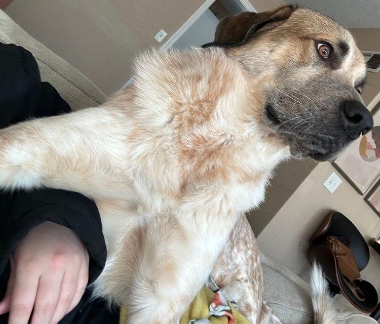 Culo, a Adoptable Anatolian Shepherd in Larkspur, CO image 3/4