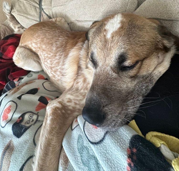 Culo, a Adoptable Anatolian Shepherd in Larkspur, CO image 4/4