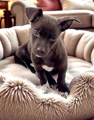 Baxter, a ADOPTABLE mixed breed in Los Angeles, CA image 1/3