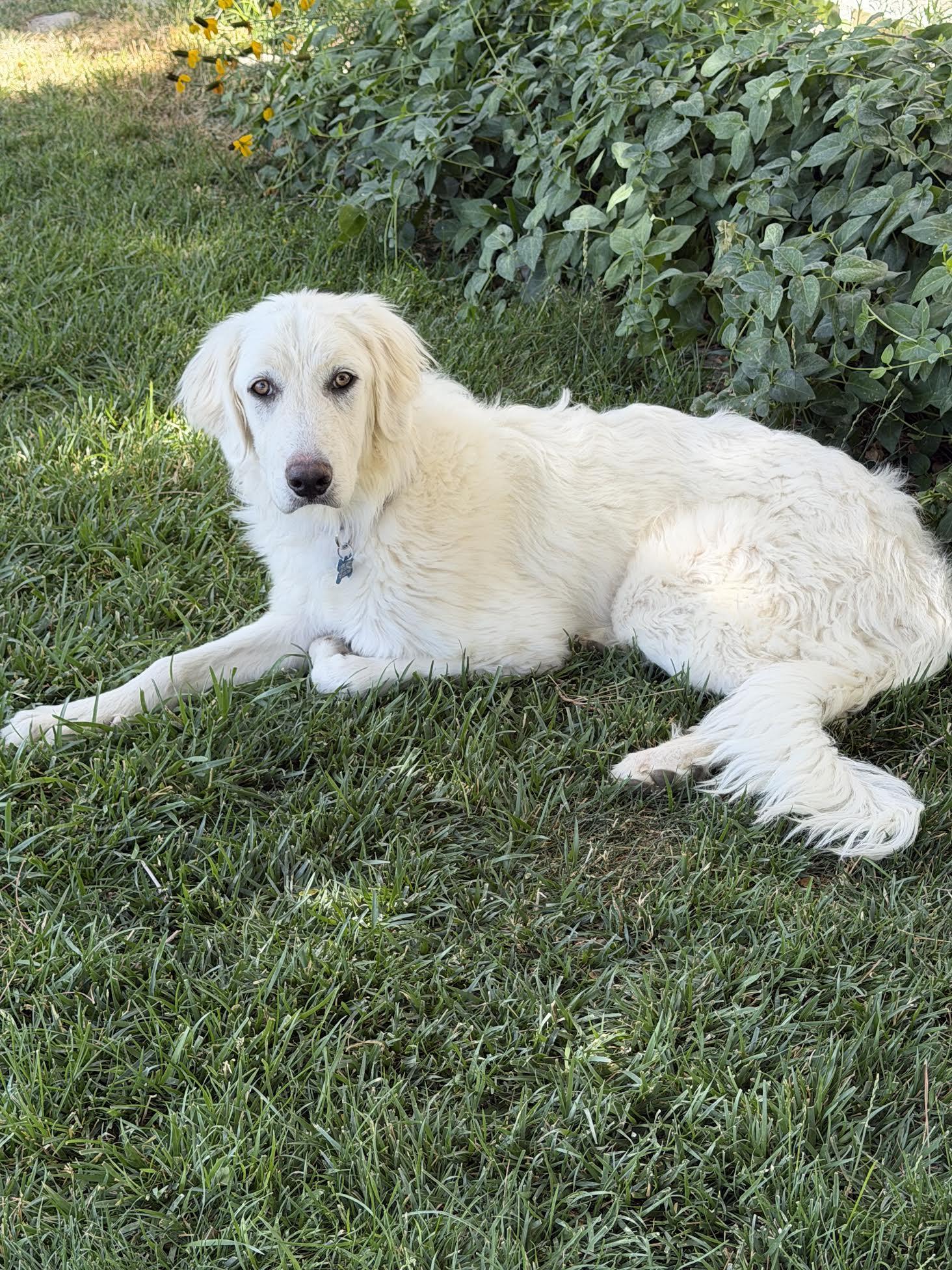 Violet, a ADOPTABLE mixed breed in Las Vegas, NV image 3/3