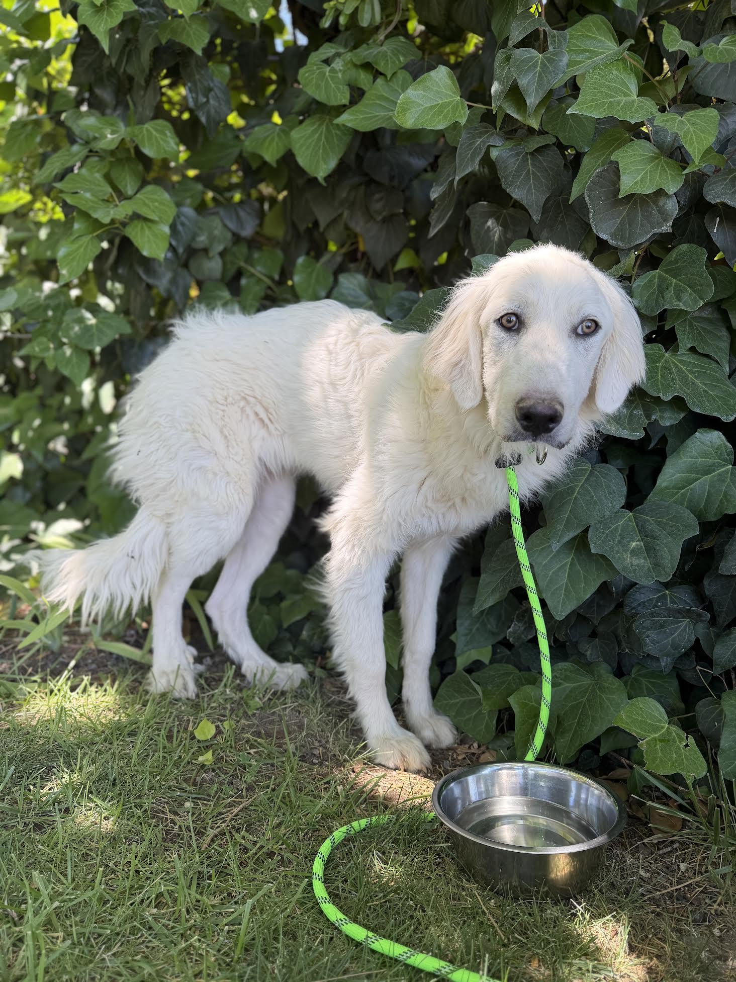 Violet, a ADOPTABLE mixed breed in Las Vegas, NV image 2/3